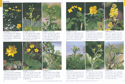 식물관찰도감 : 주변에서 볼수있는 식물의 모든 것 = A Pictorial Guide to Korean Flora