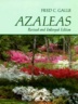 Azaleas