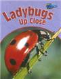 Ladybugs up close