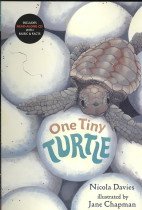 One tiny turtle
